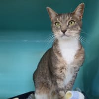 MARTIN HAB17709, chat à adopter