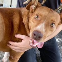BLUE, chienne à adopter