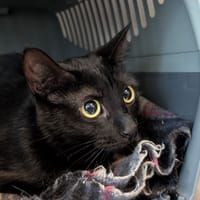TALIA, chatte à adopter