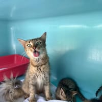 Ulya, chatte à adopter