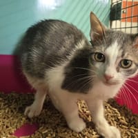 ASKA, chatte à adopter