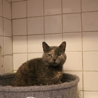 BIKINI HAB17703, chatte à adopter