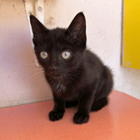 NYX, chatte à adopter