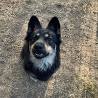 ISIS, chienne à adopter