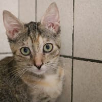 ELEONOR HAB17740, chatte à adopter
