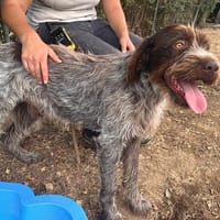 PICK-UP, chien à adopter