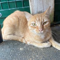 TANANA, chatte à adopter