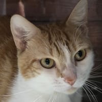 ACHILLE, chat à adopter