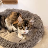 BIRMA, chatte à adopter