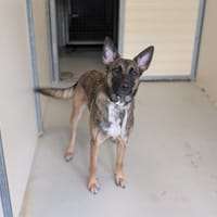 CANNELLE, chienne à adopter