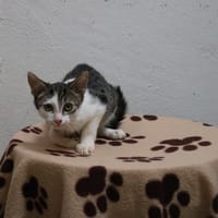 EVA HAB17742, chatte à adopter