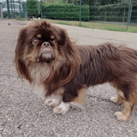 MAE, chien à adopter