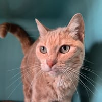 Josette, chatte à adopter