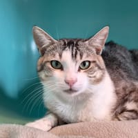 ADRIEL, chat à adopter