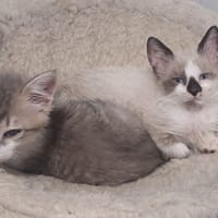 HEYAT, chatte à adopter