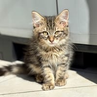 Bonite (réservée), chatte à adopter