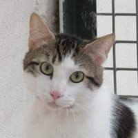 JAY, chat à adopter