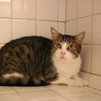 OMBRELLE HAB17699, chatte à adopter