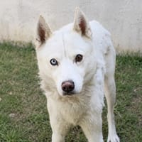 Tundro CAA15928, chien à adopter