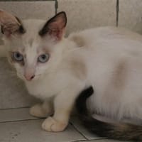 EMMA HAB17741, chatte à adopter