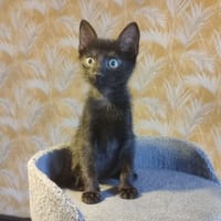 figue, chat à adopter