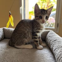 BERLIOZ QCT, chat à adopter