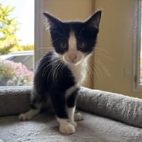 FIGARO QCT, chat à adopter