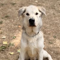 Tyson CAA15930, chien à adopter