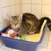 SUMMER HAB17704, chatte à adopter