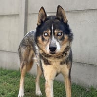 Blizzard CAA15929, chien à adopter