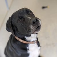 BALOU, chien à adopter
