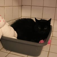 MONOI HAB17702, chatte à adopter