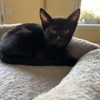 LILO QCT, chatte à adopter