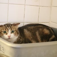 TONG HAB17701, chatte à adopter