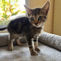 BIANCA QCT, chatte à adopter