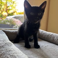 MOANA QCT, chatte à adopter