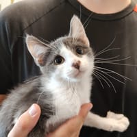 Globule, chat à adopter