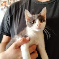 Galaxie, chatte à adopter