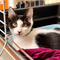 Burata [Chaton] [FIV+], chat à adopter