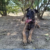 NATSU A TROUVÉ SA FAMILLE, chien à adopter
