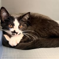 SOLOGNOT, chatte à adopter