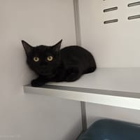 SHIVA, chatte à adopter