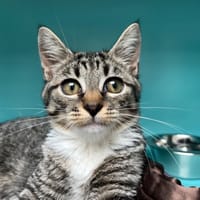 PRALINETTE, chatte à adopter