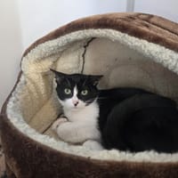ZEPHYR, chat à adopter