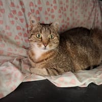 POUPETTE, chatte à adopter