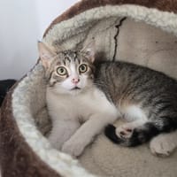 CYBELE, chatte à adopter