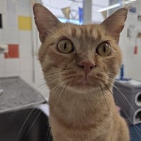 bowie, chat à adopter