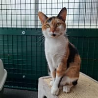 JOSIANE, chatte à adopter