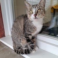 CASSIE, chatte à adopter