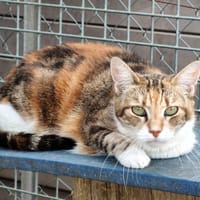 Ruby, chatte à adopter